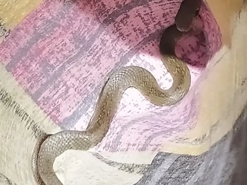Snake catcher vasuki, photo 5