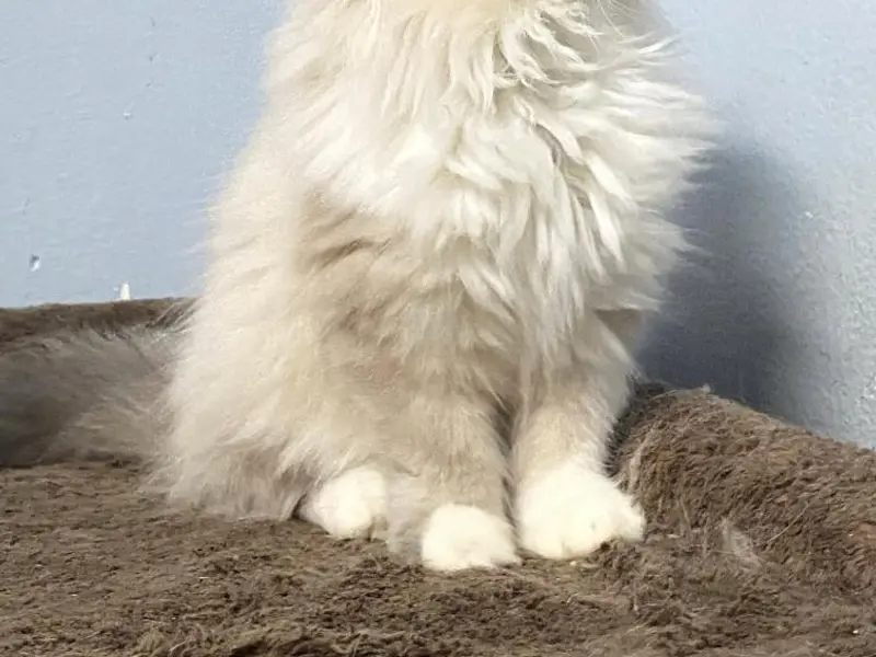 Pashas kitty cattery {sale Exotic persian,mainecoon,Bengal,Himalayan,british short hair & ect cats & kitten buy in Bangalore, photo 2