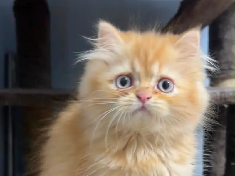 Pashas kitty cattery {sale Exotic persian,mainecoon,Bengal,Himalayan,british short hair & ect cats & kitten buy in Bangalore, photo 3