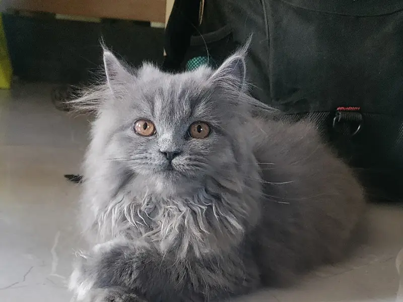 Pashas kitty cattery {sale Exotic persian,mainecoon,Bengal,Himalayan,british short hair & ect cats & kitten buy in Bangalore, photo 4