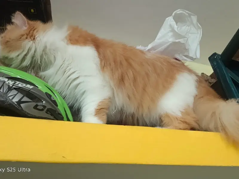 Pashas kitty cattery {sale Exotic persian,mainecoon,Bengal,Himalayan,british short hair & ect cats & kitten buy in Bangalore, photo 5