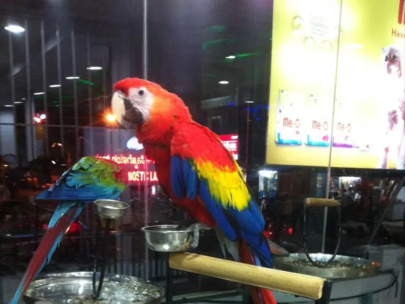 Pet Planet, photo 3