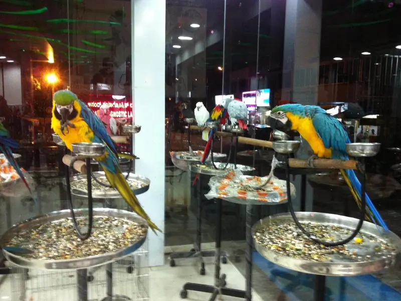 Pet Planet, photo 4