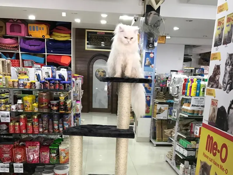 Pet Planet, photo 5