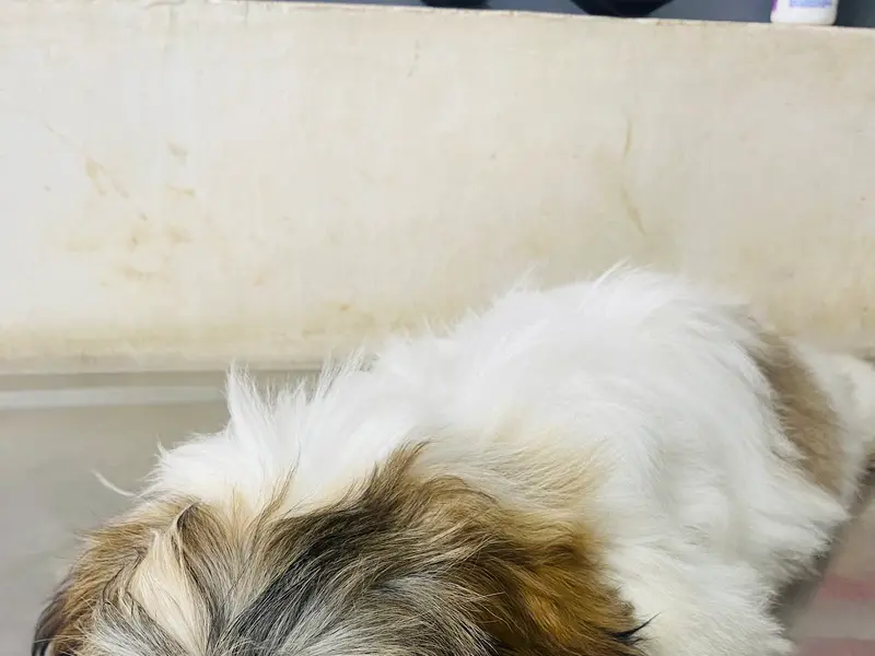 Shadows Pet Store Care and Clinic, photo 4