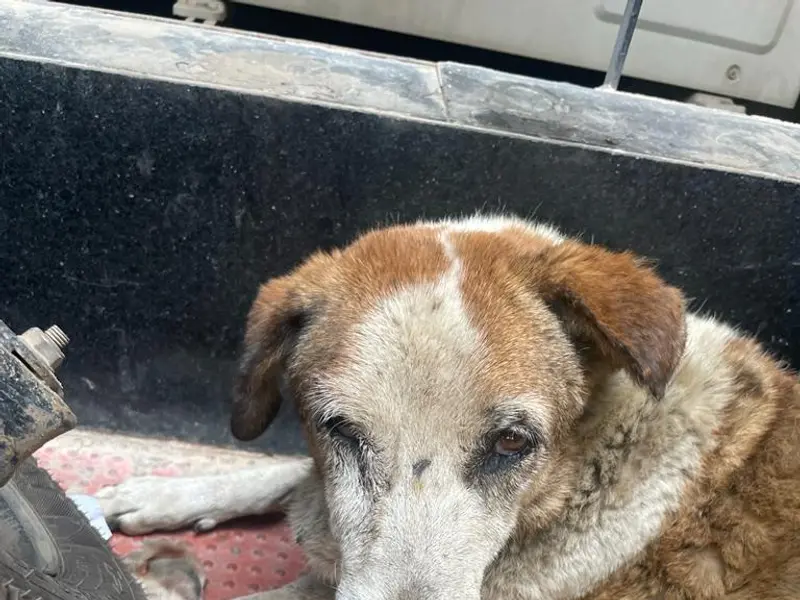 Pet Funeral Services, photo 2