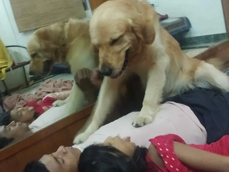 Rajkumar Professional Dog Walker, photo 5