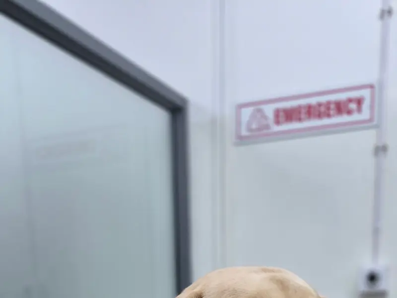 Westend Veterinary Hospital, photo 4