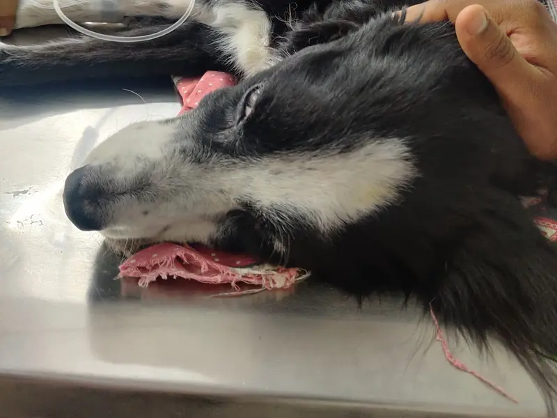Westend Veterinary Hospital, photo 5
