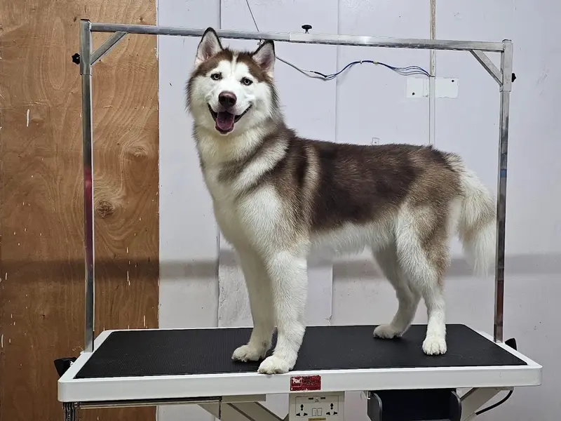 Petkrew - Pet Store, Pet Grooming & Pet Clinic | Uttarahalli, photo 2