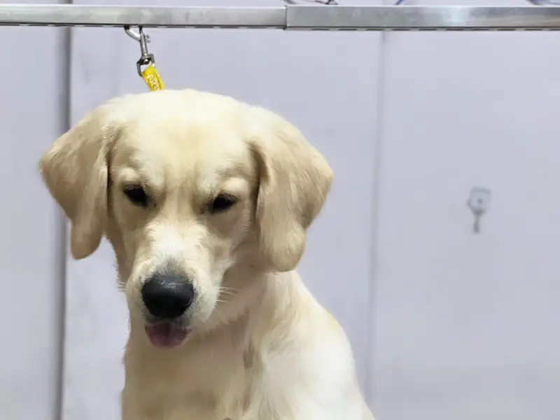 Petkrew - Pet Store, Pet Grooming & Pet Clinic | Uttarahalli, photo 5