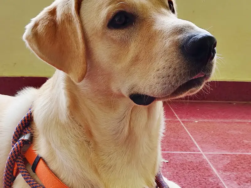 Sai Ram Pet Day Care & Boarding, photo 2