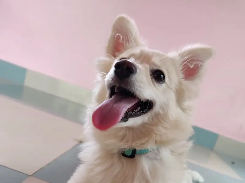 Sai Ram Pet Day Care & Boarding, photo 4