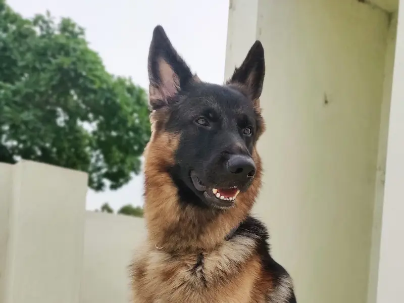 Sai Ram Pet Day Care & Boarding