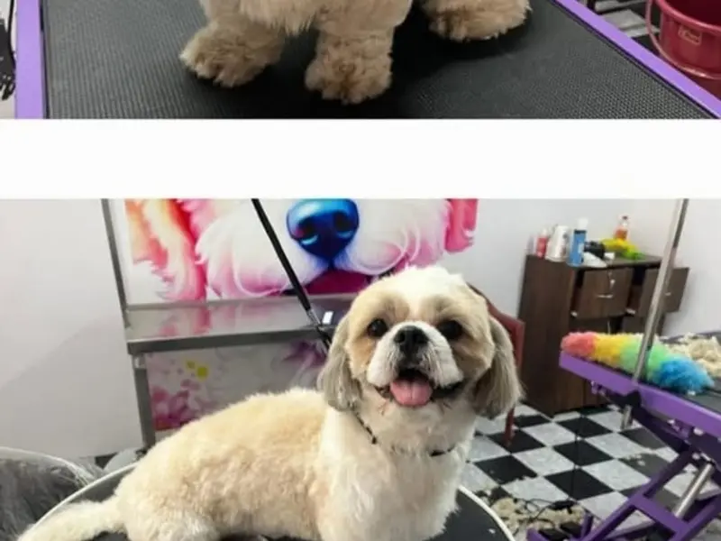 Best in Dog's Pet shop, photo 3