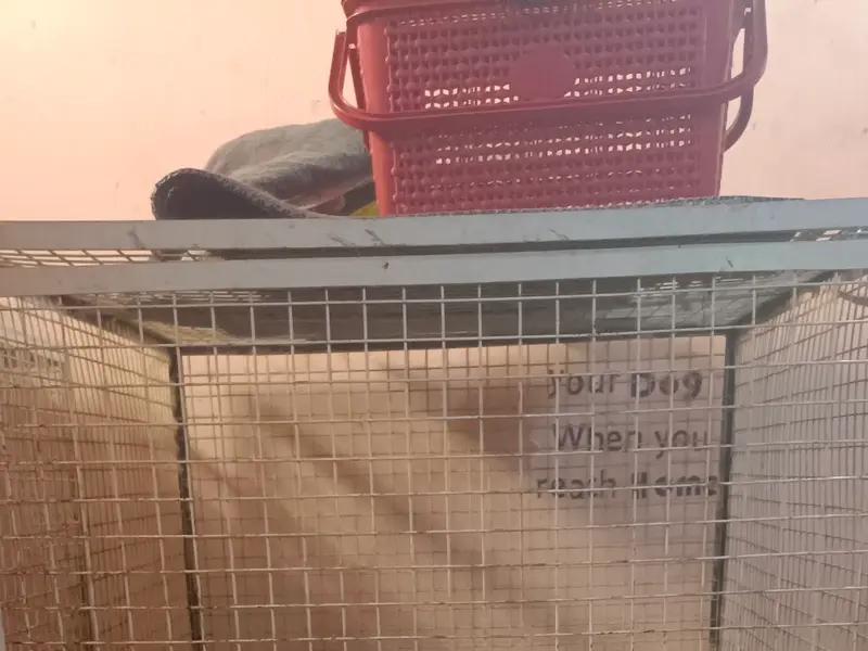DOG LIFE CARE, photo 2