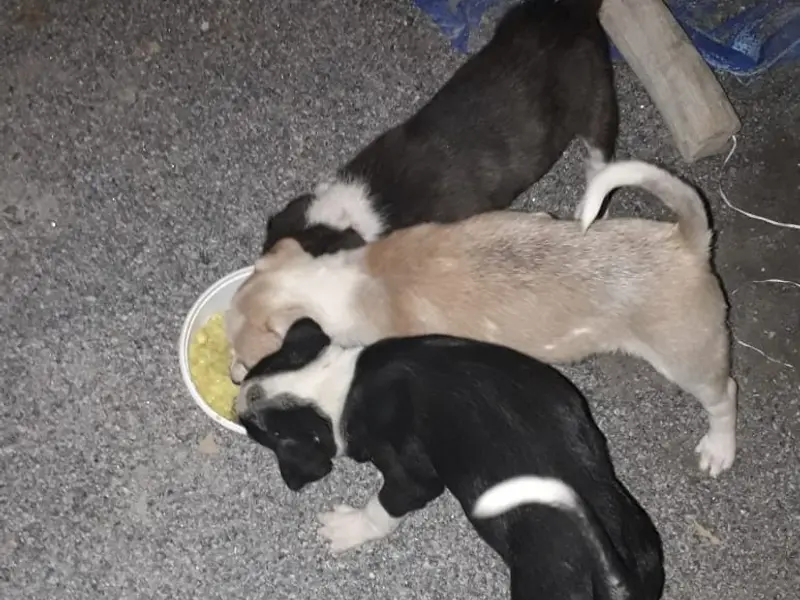 DOG LIFE CARE, photo 3