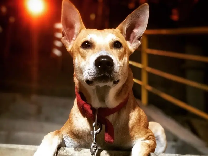 DOG LIFE CARE, photo 4