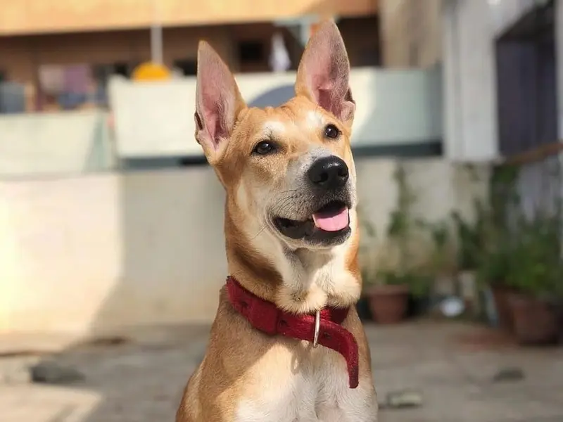 DOG LIFE CARE, photo 5