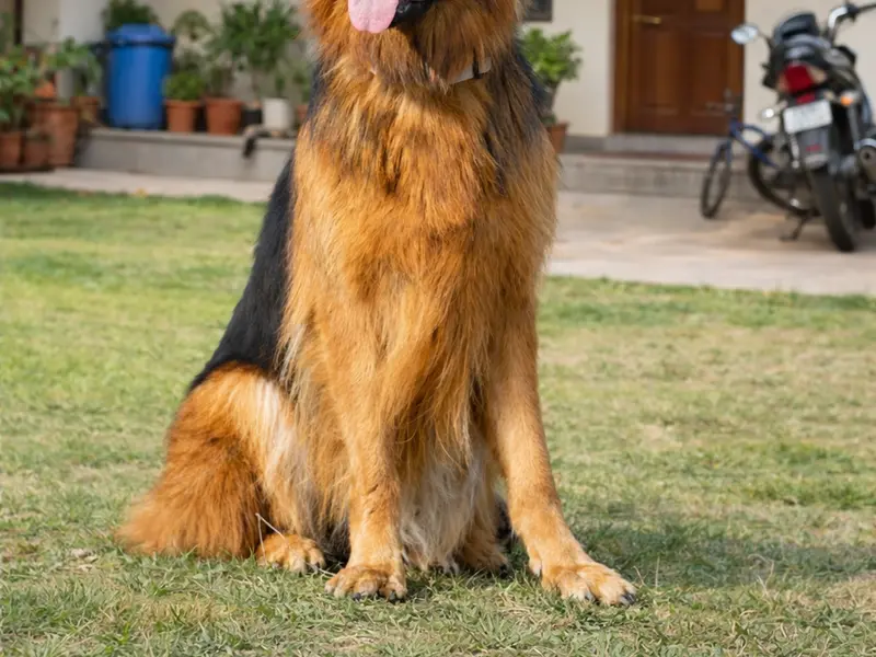 dogs love training, photo 3