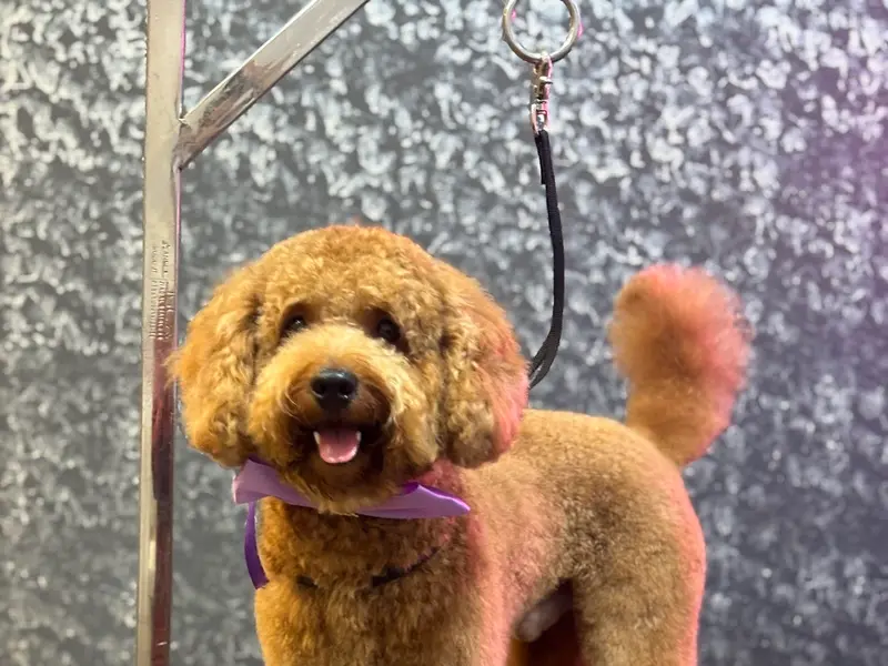 Pet Society - Pet grooming spa | Pet store, photo 2