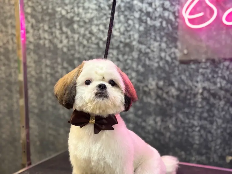 Pet Society - Pet grooming spa | Pet store, photo 3