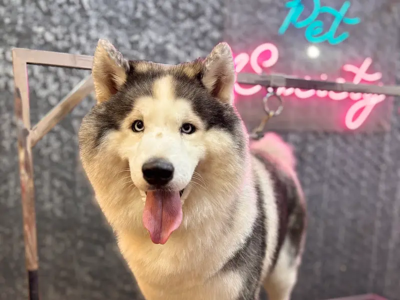 Pet Society - Pet grooming spa | Pet store, photo 4