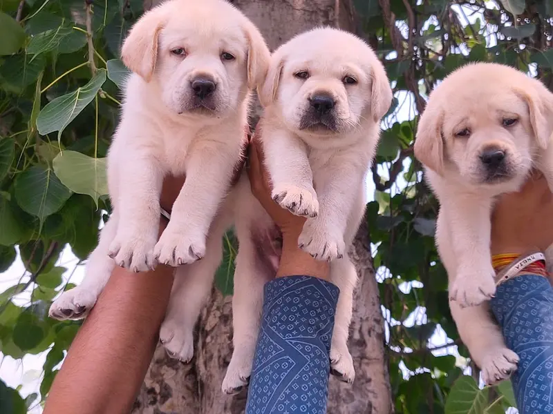 Sudeendra Pets, photo 4