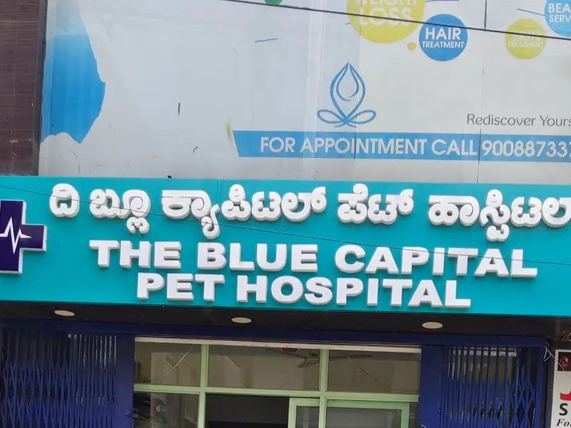 The Blue capital Pet Hospital, photo 3