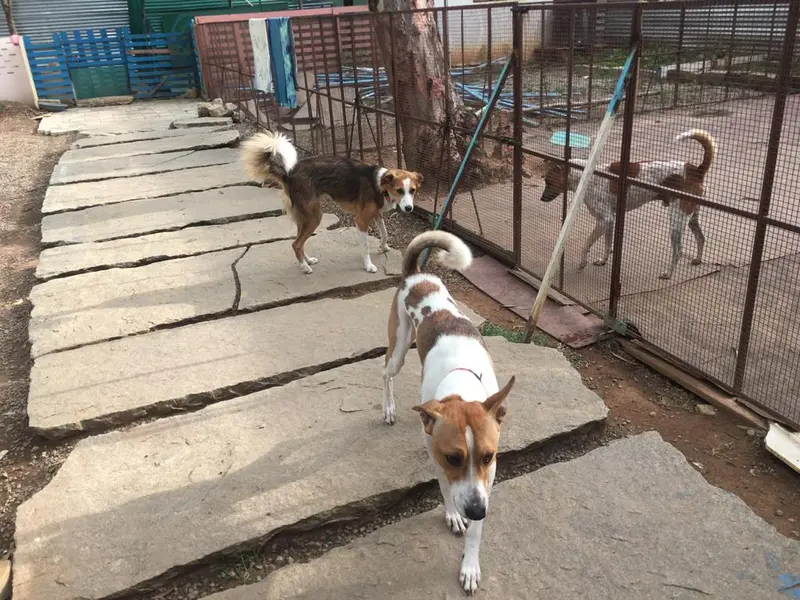 Wigglewaggle Pet Boarding, photo 3