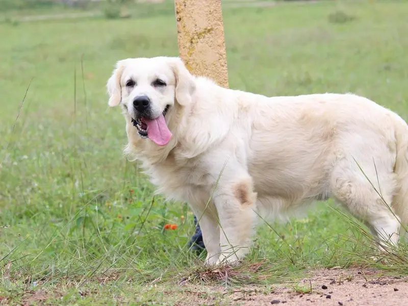 Bangalore Puppy Farm, photo 2