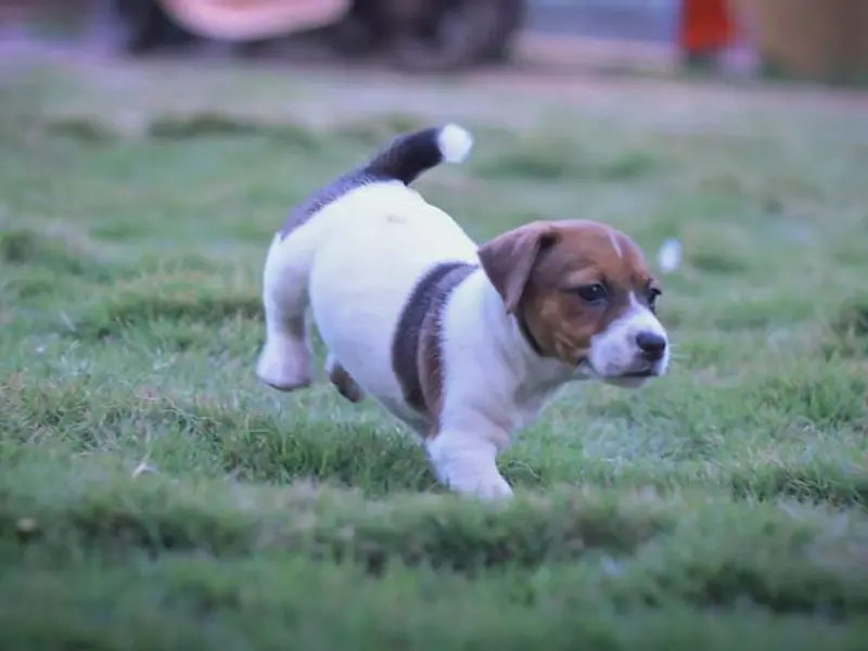 Bangalore Puppy Farm, photo 3