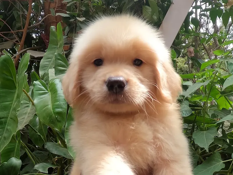 Bangalore Puppy Farm, photo 4