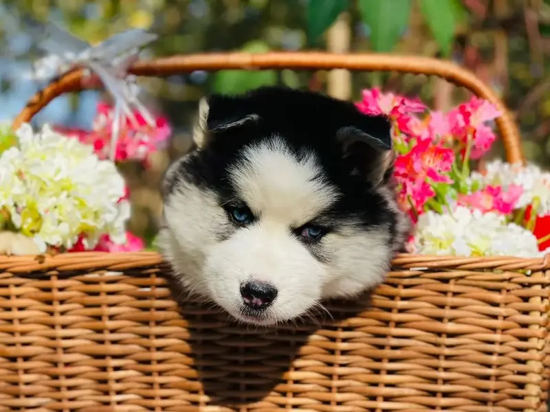Bangalore Puppy Farm, photo 5