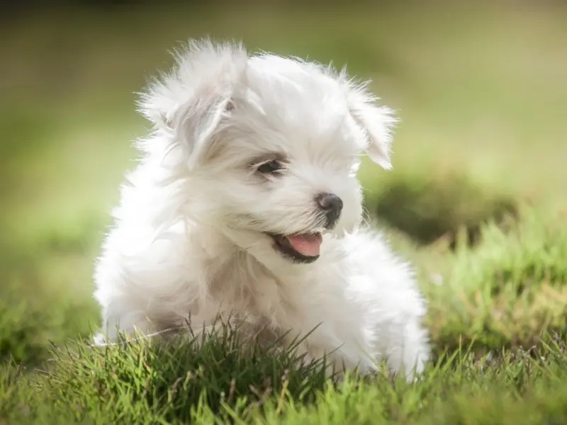 Bangalore Puppy Farm