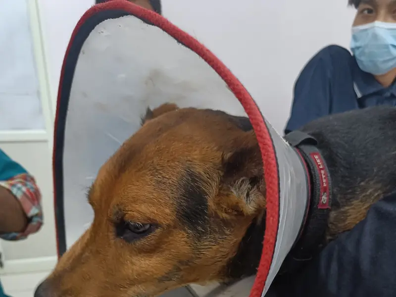 Curative Pet Hospital, photo 2