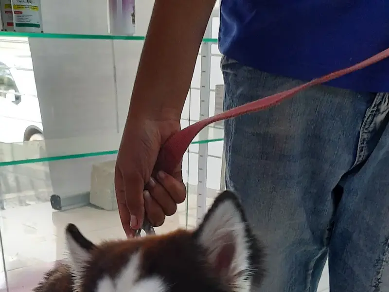 Curative Pet Hospital, photo 5
