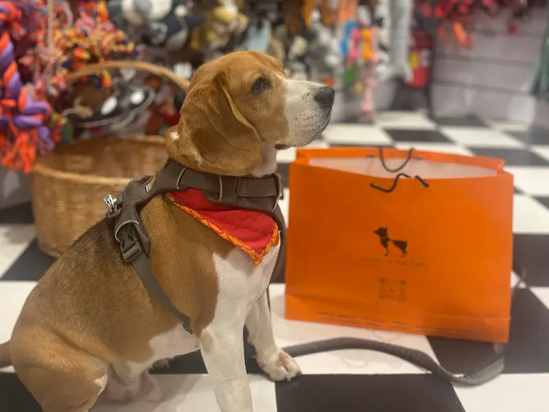Heads Up For Tails Pet Store & Spa, photo 3