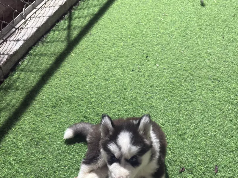 HUSKY DS kennel, photo 2