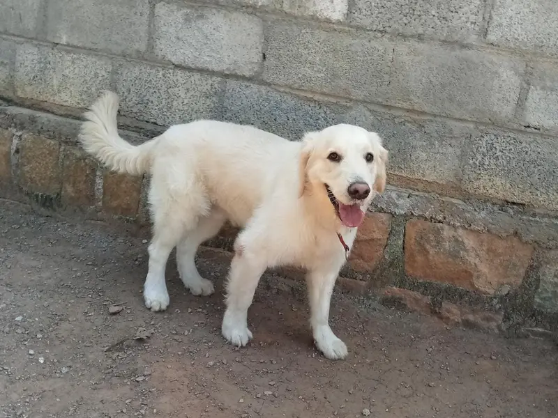 Petboro Pet Resort and Kennels, photo 2