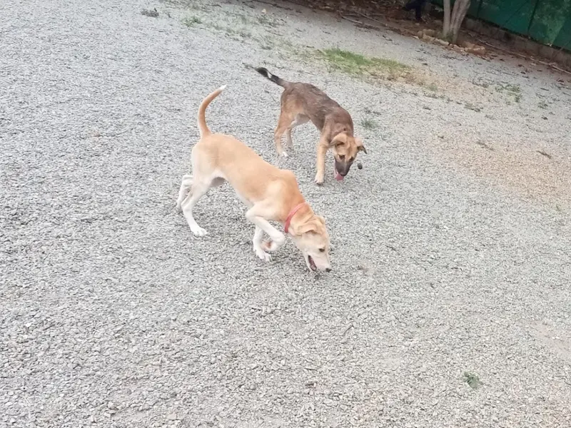 Petboro Pet Resort and Kennels, photo 5