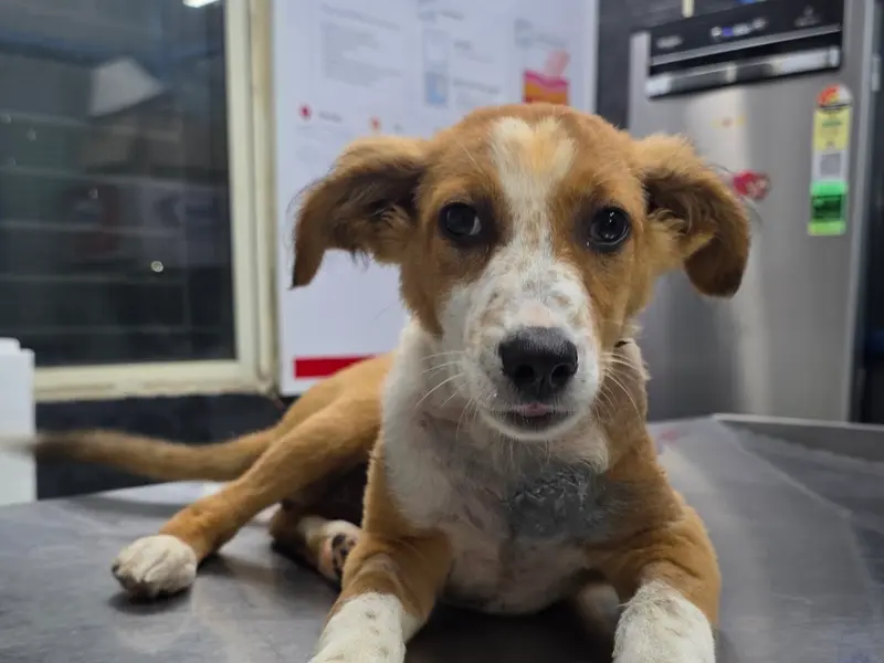 V Care Pet Polyclinic, photo 4
