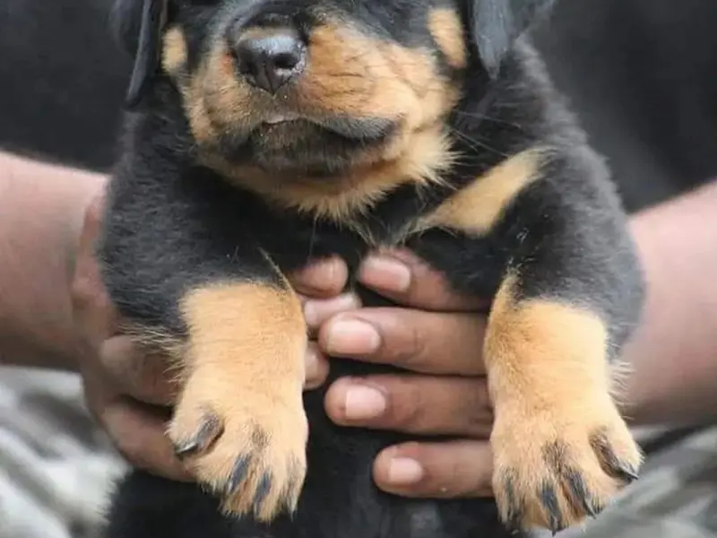 Bangalore Paws ( Dog Sales and Adoption /Breeding /Pet Grooming / Pet Boarding), photo 5