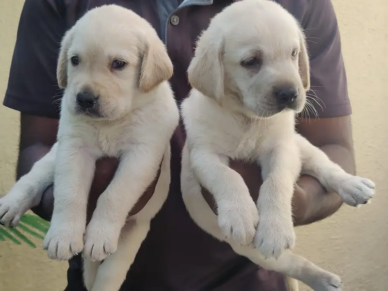 PUPPIES SALE ( pet shop) DOG BREEDER, photo 2