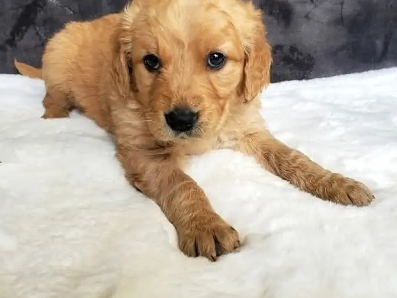 PUPPIES SALE ( pet shop) DOG BREEDER, photo 3