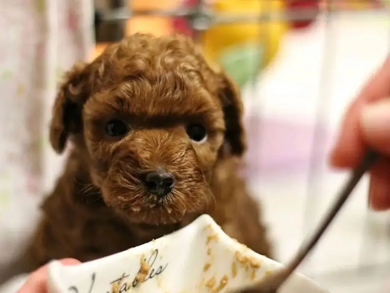 PUPPIES SALE ( pet shop) DOG BREEDER, photo 4