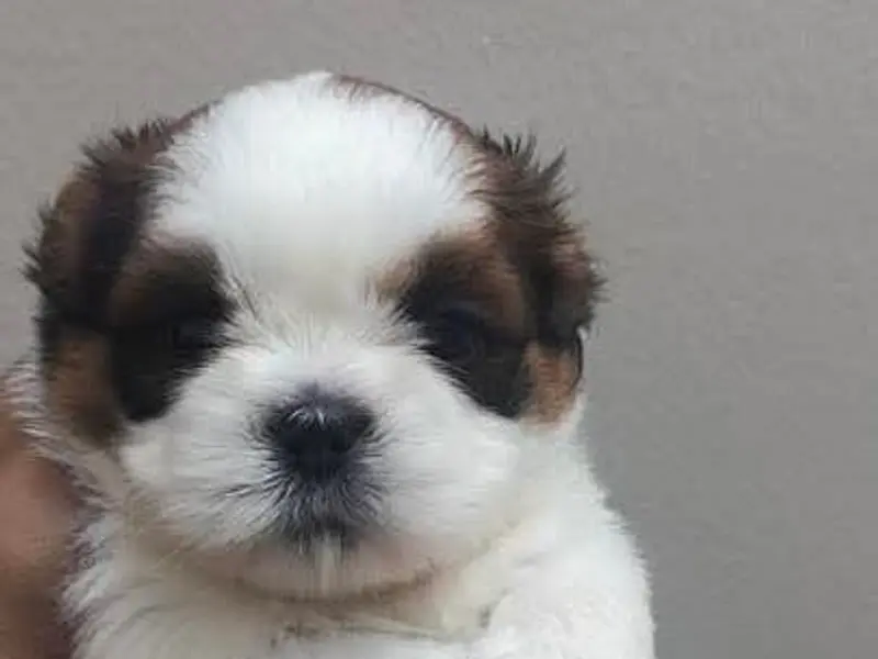 PUPPIES SALE ( pet shop) DOG BREEDER, photo 5