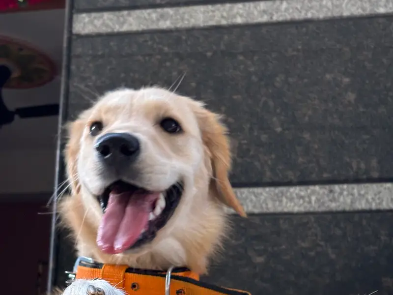 SAGA - The Dog Training Academy, photo 4