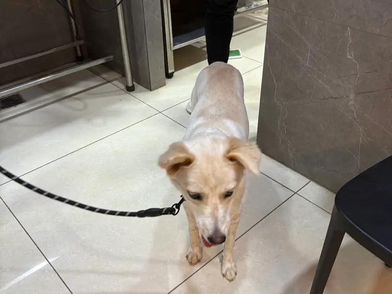 Vetic Pet Clinic Yelahanka, photo 5