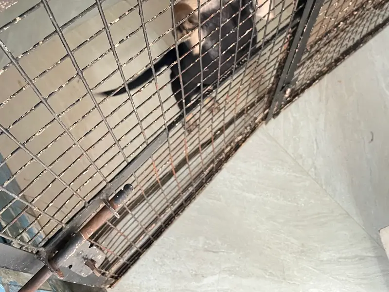 Charlie's Animal Rescue Centre (CARE), photo 3